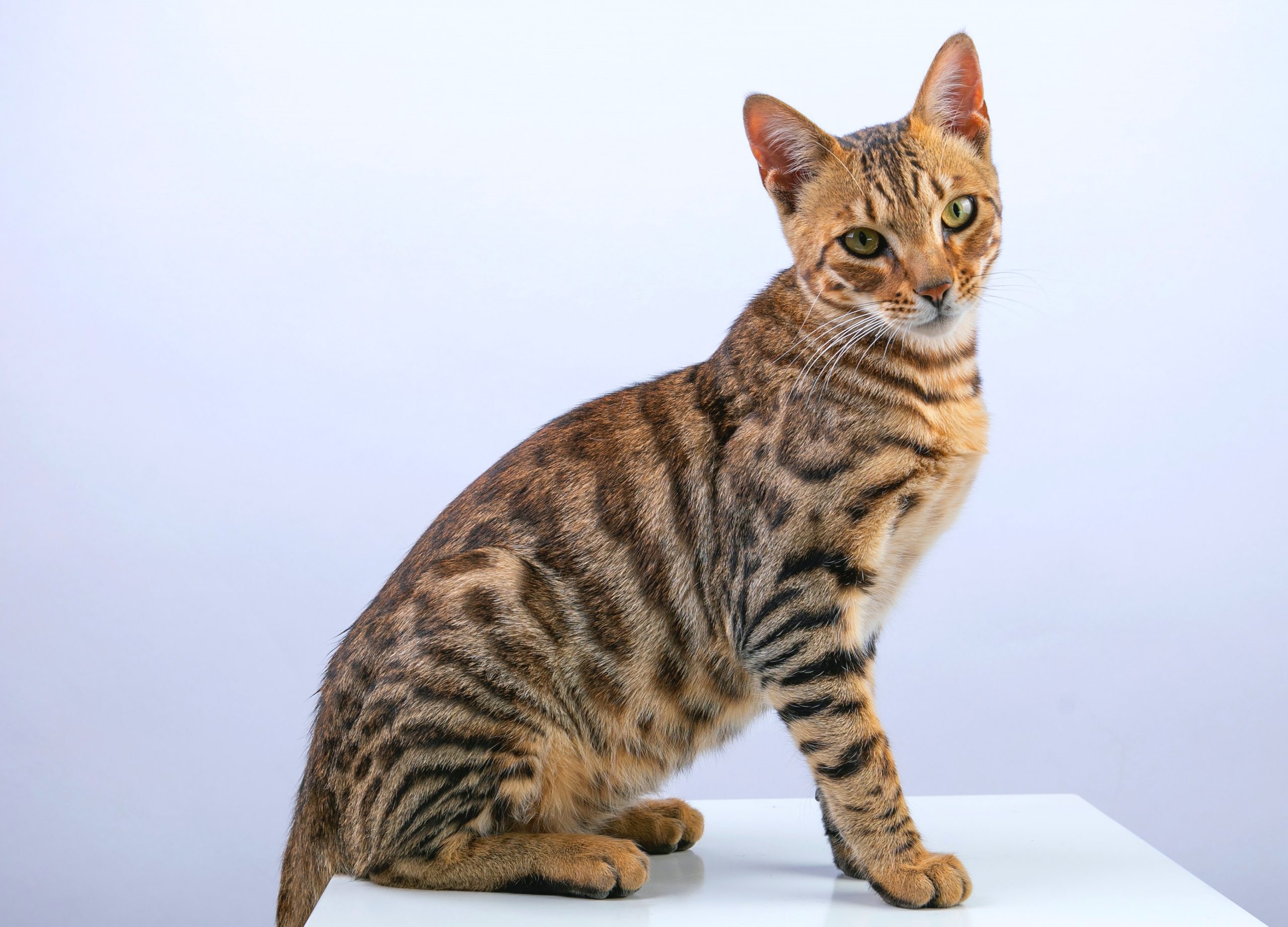 A Guide To Bengal Cat Colors Exploring The Many Variations Cat Lovers Nook 3266